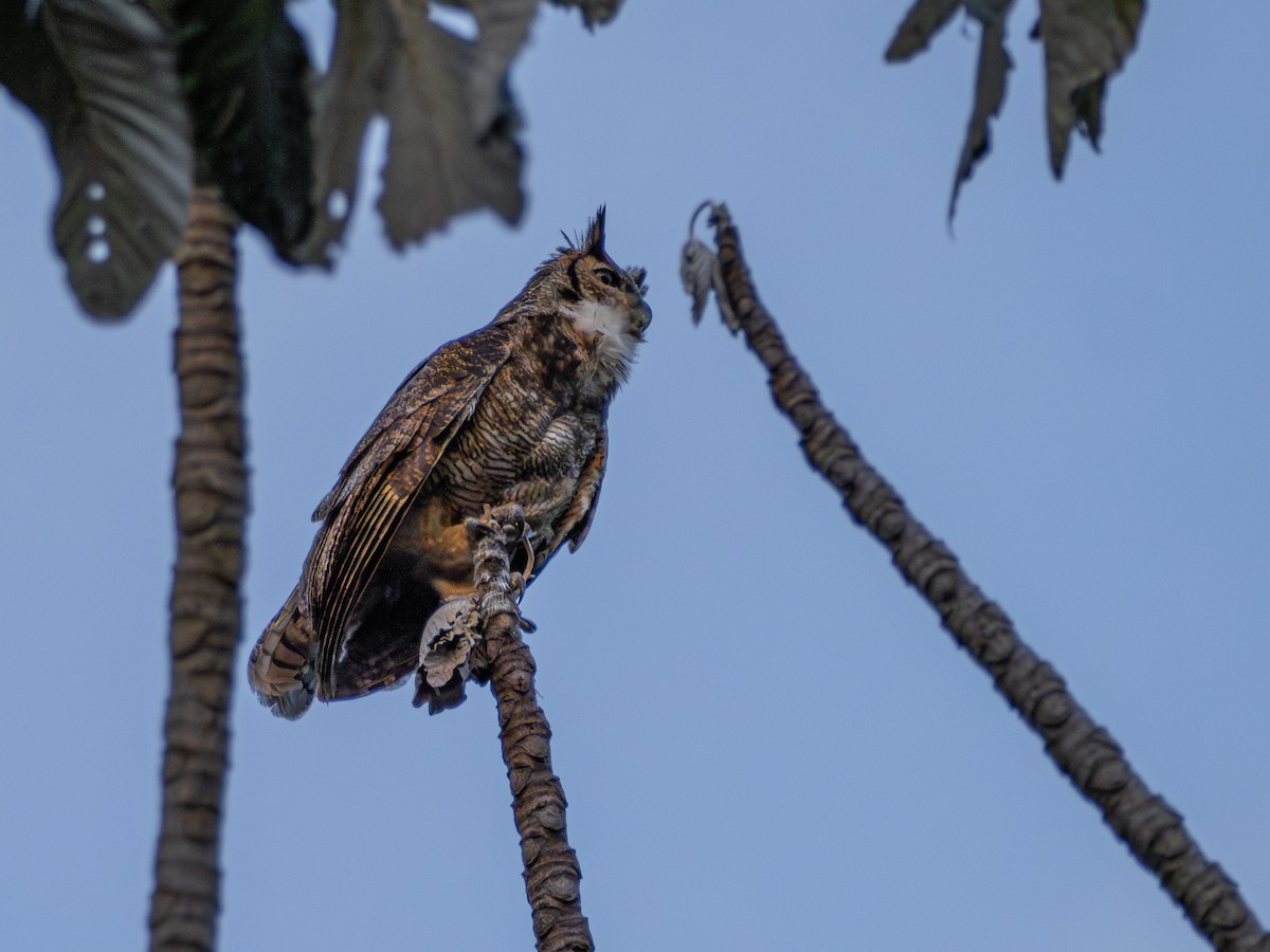 Great Horned Owl - ML644763788