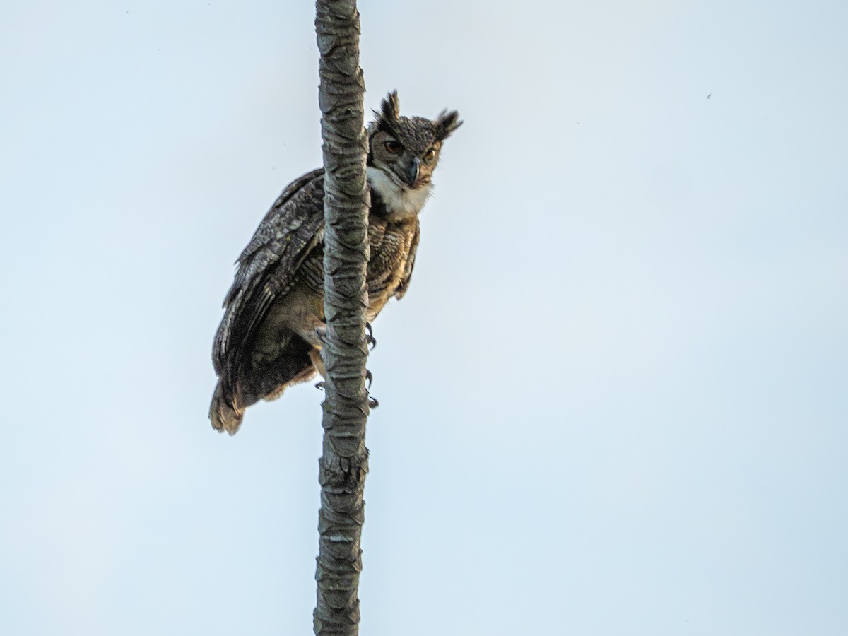 Great Horned Owl - ML644763789