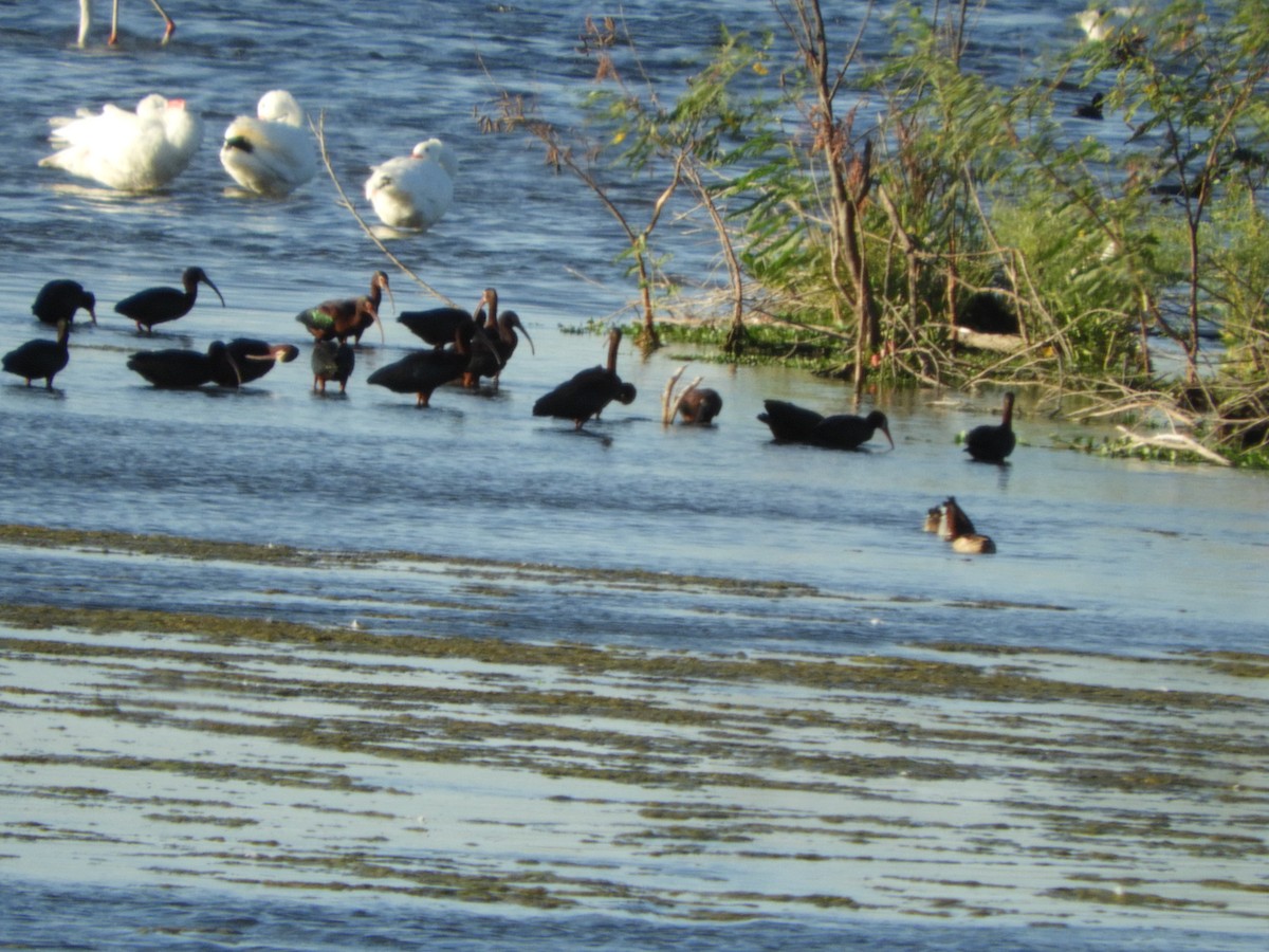 Bare-faced Ibis - ML644763797