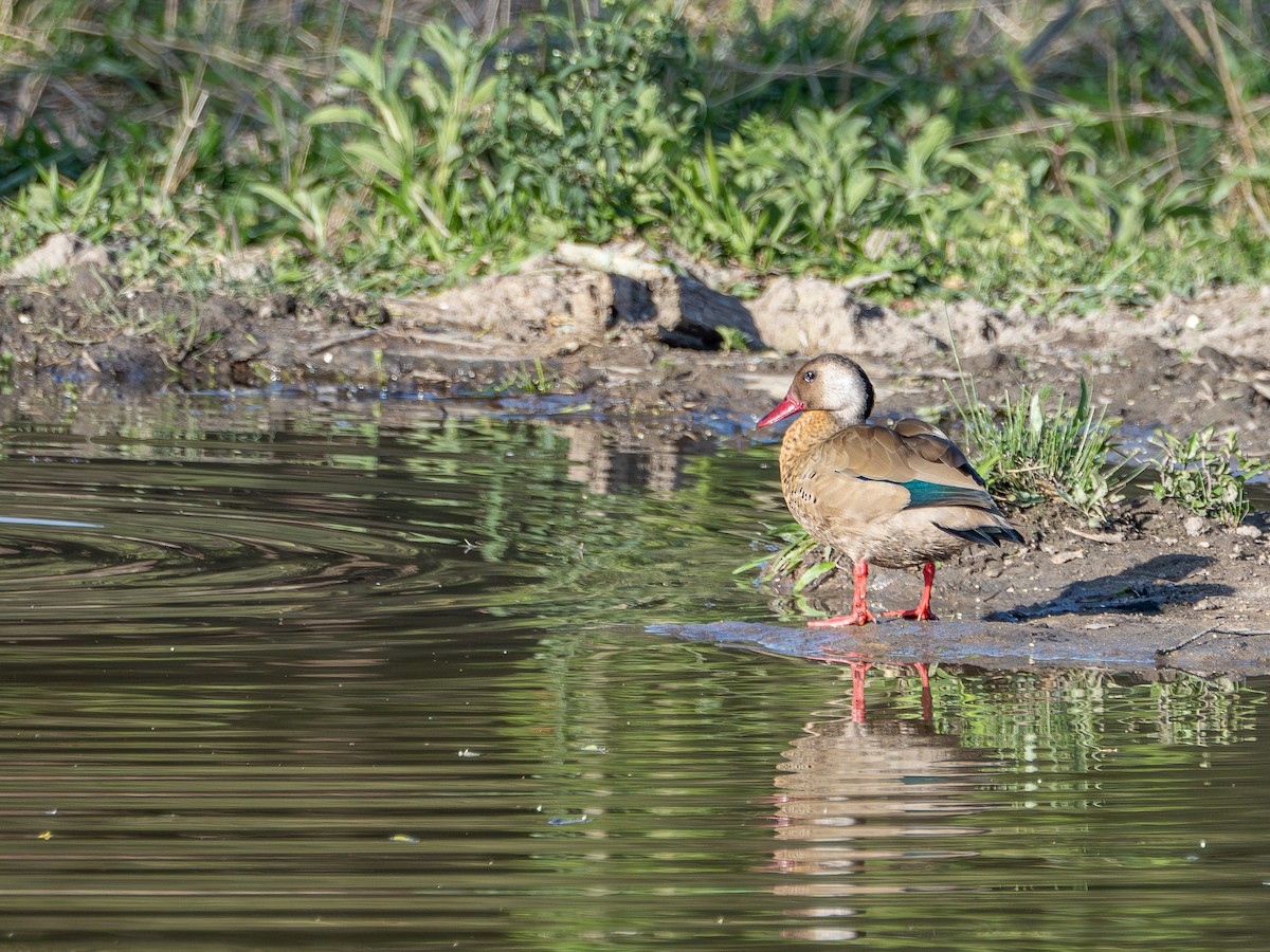 Brazilian Teal - ML644763805