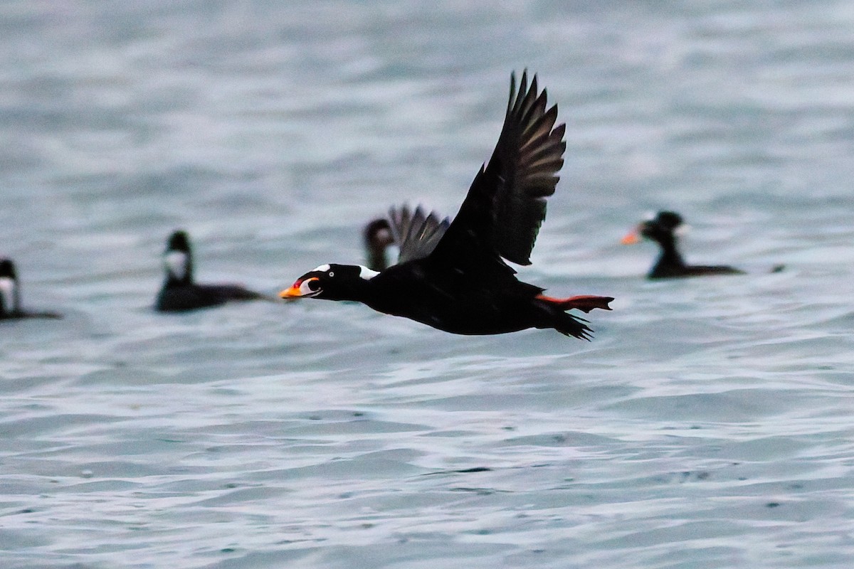 Surf Scoter - ML644763809