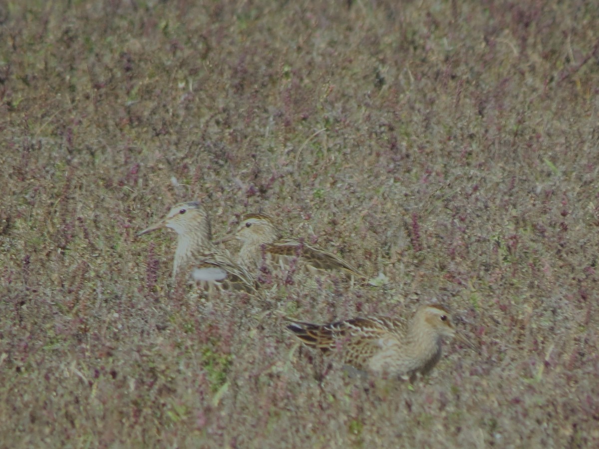 Pectoral Sandpiper - ML644763810