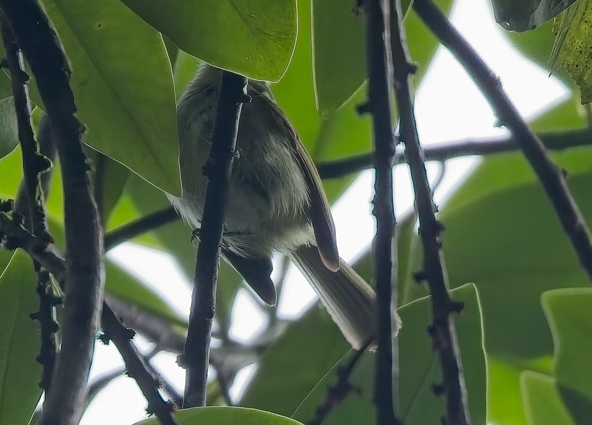 Oustalet's Tyrannulet - ML644763813