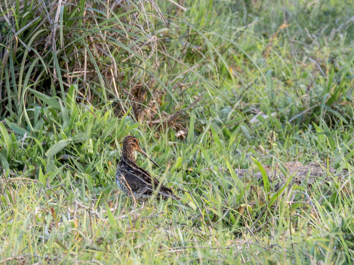 Pantanal Snipe - ML644763820