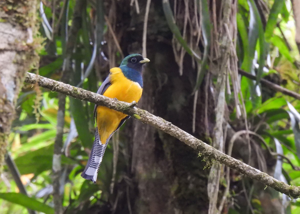 Atlantic Black-throated Trogon (Southern) - ML644763825