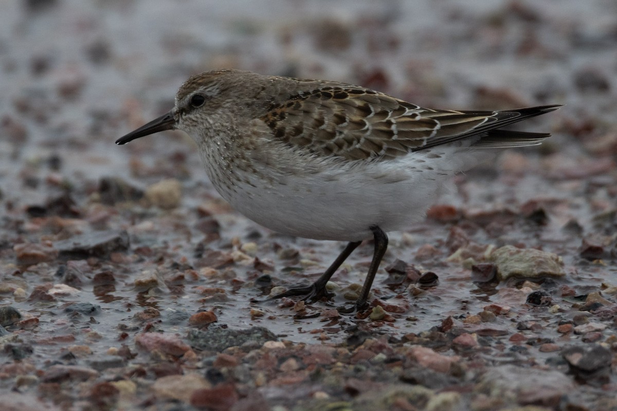 Weißbürzel-Strandläufer - ML644763833