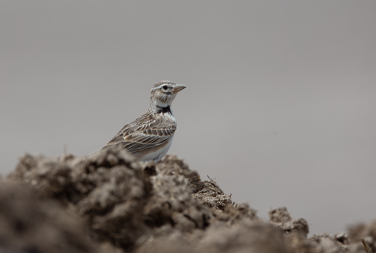 Kalandria ekialdetarra - ML644763835