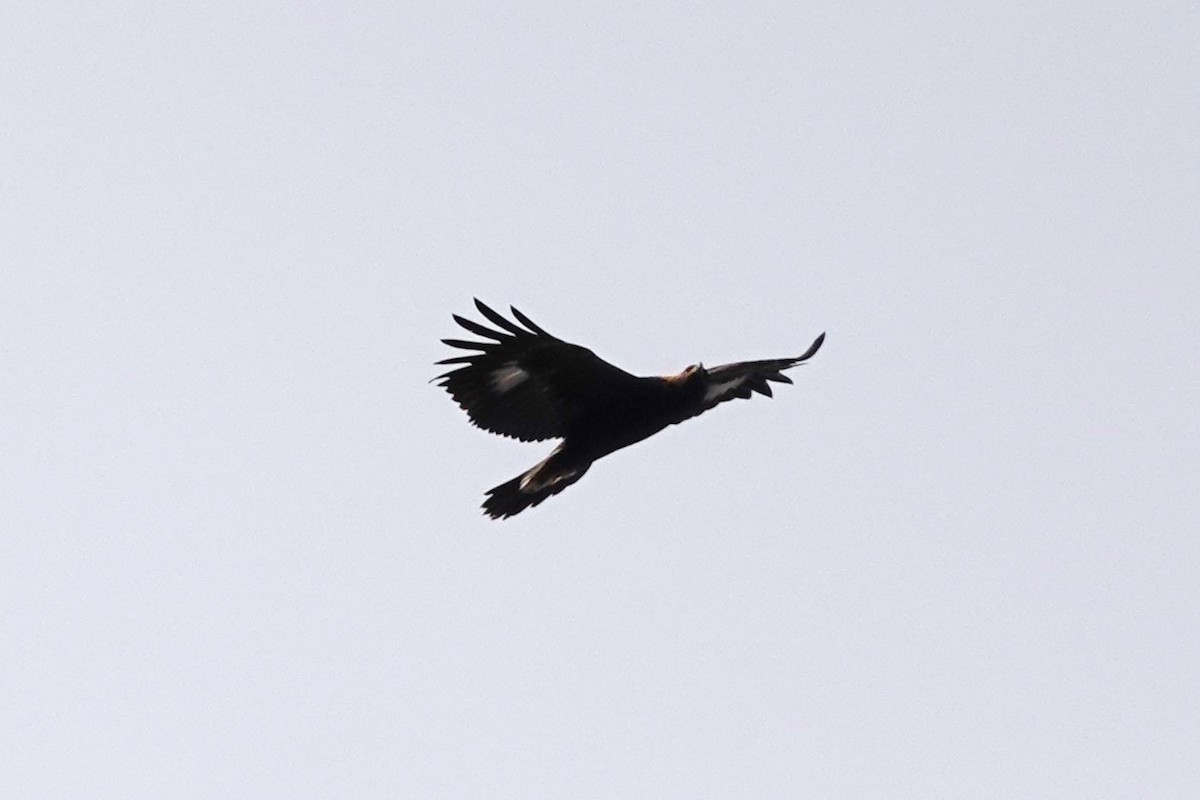 Golden Eagle - ML644763869