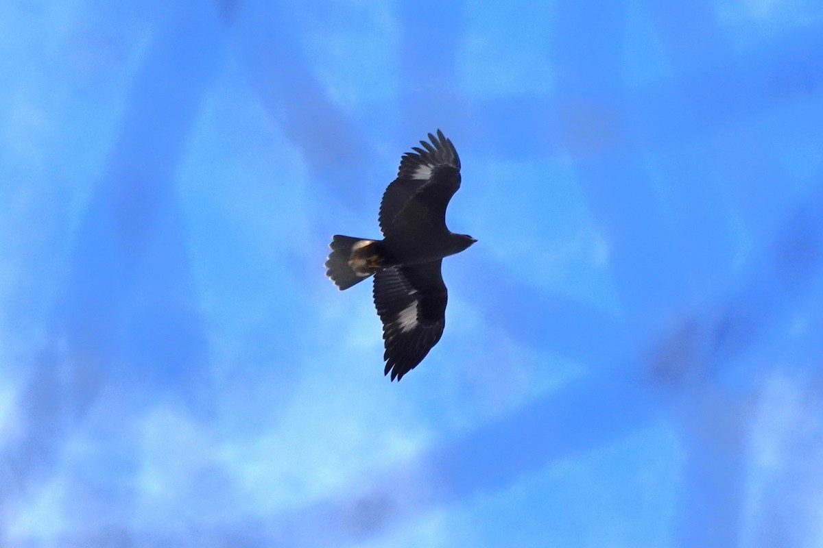 Golden Eagle - ML644763870