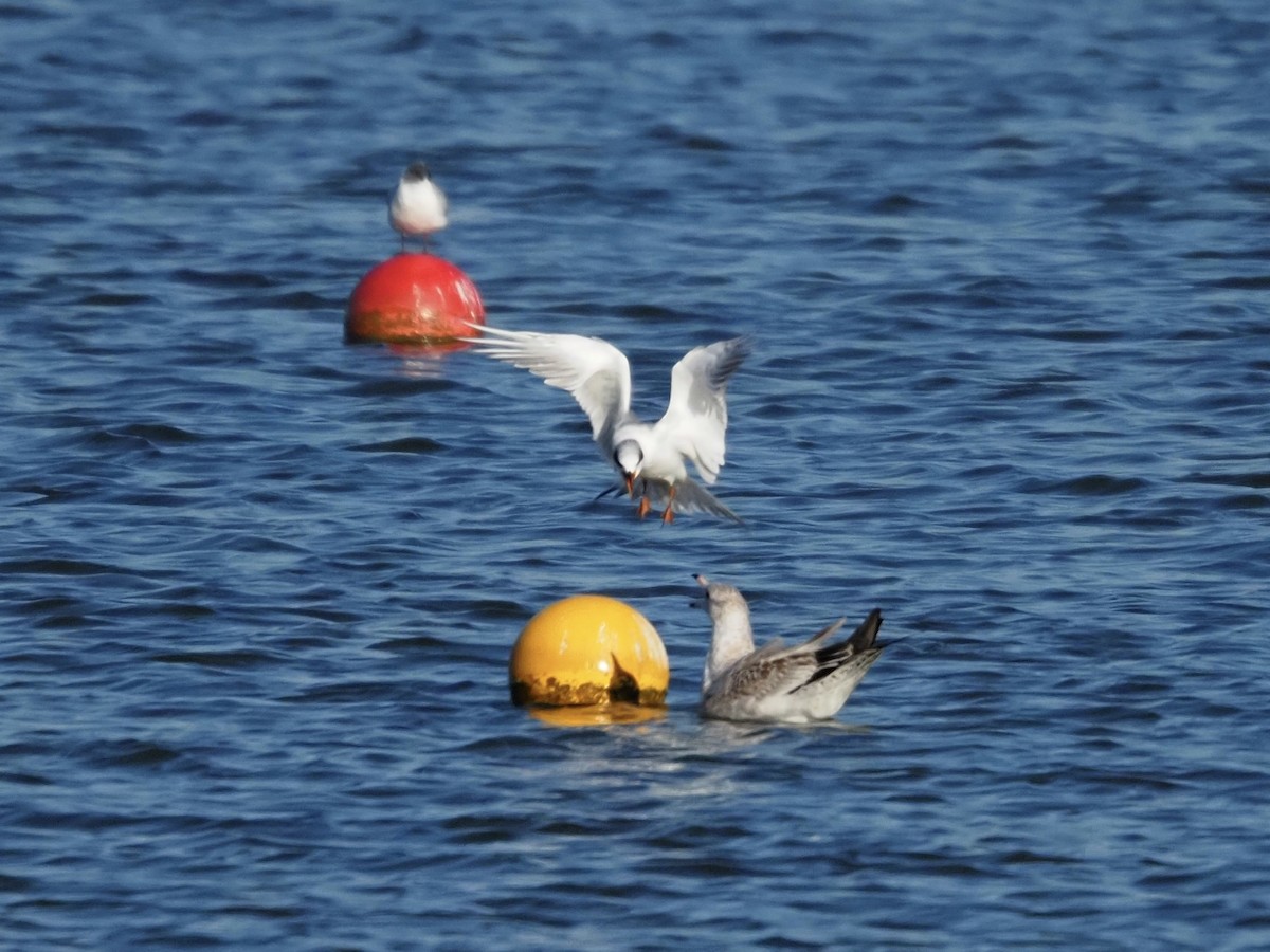 Forster's Tern - ML644763873