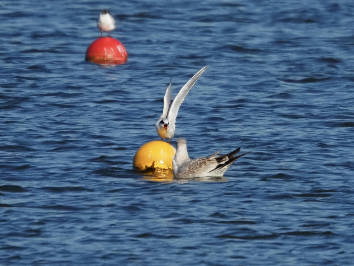 Forster's Tern - ML644763876