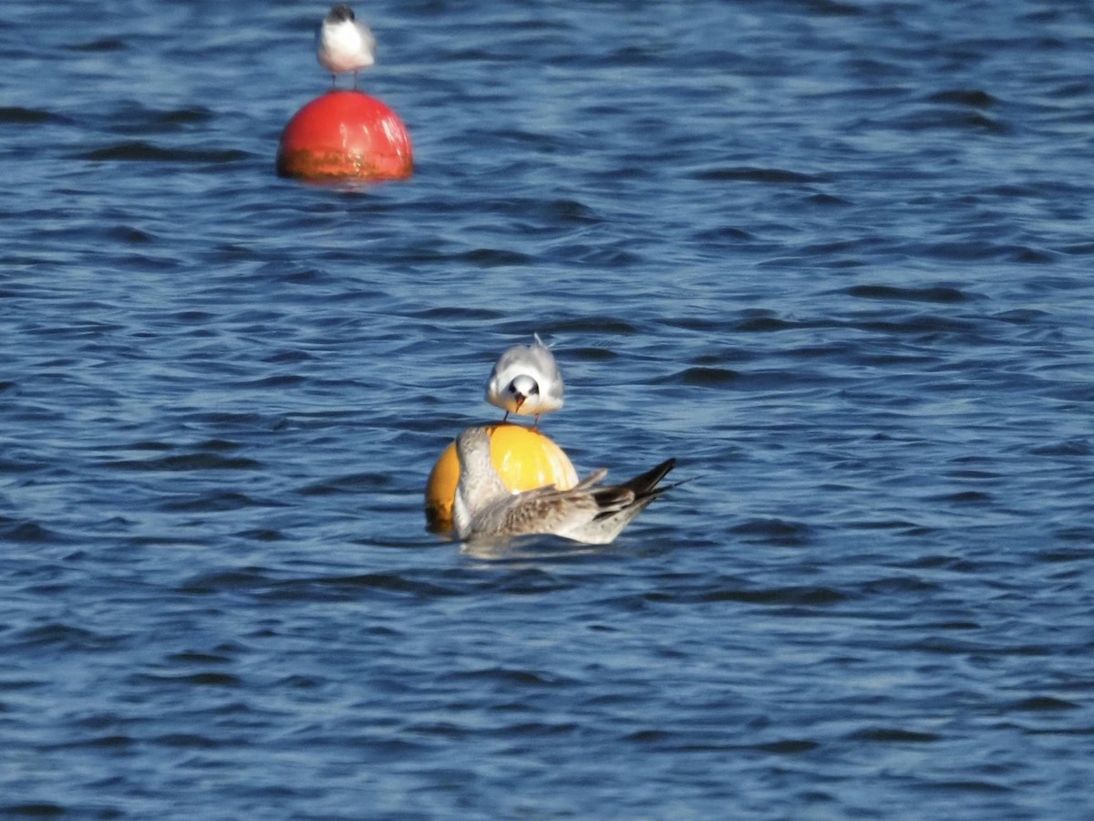 Forster's Tern - ML644763877