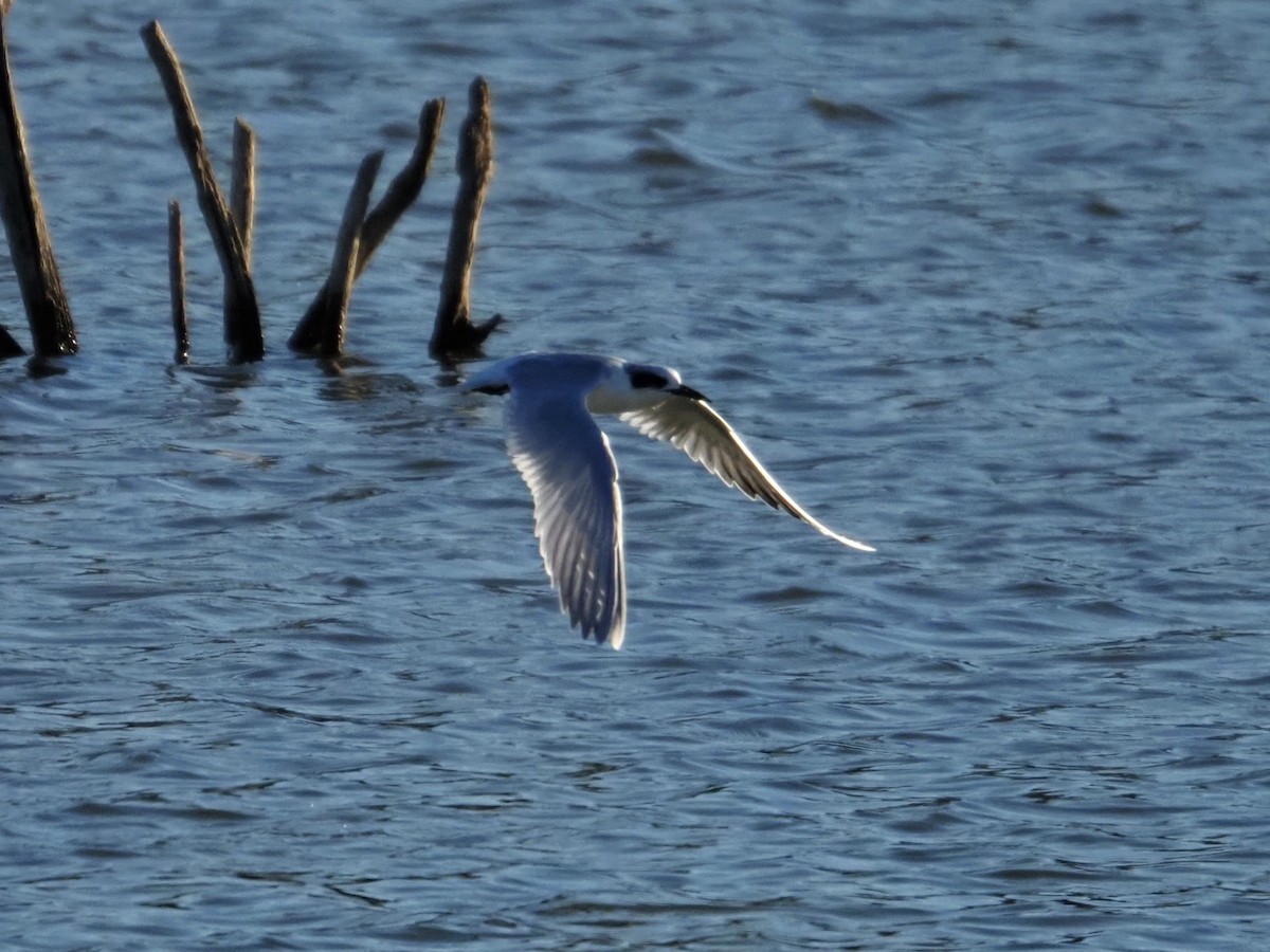 Forster's Tern - ML644763878