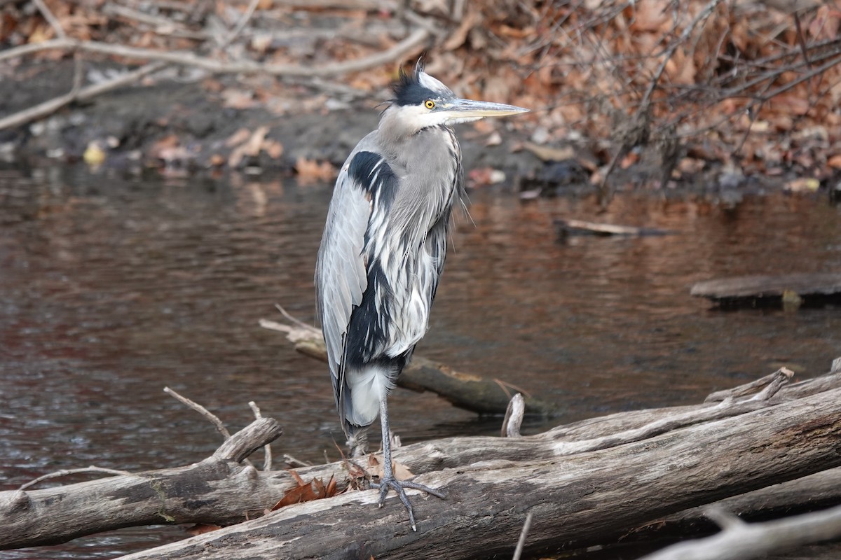 Great Blue Heron (Great Blue) - ML644763884