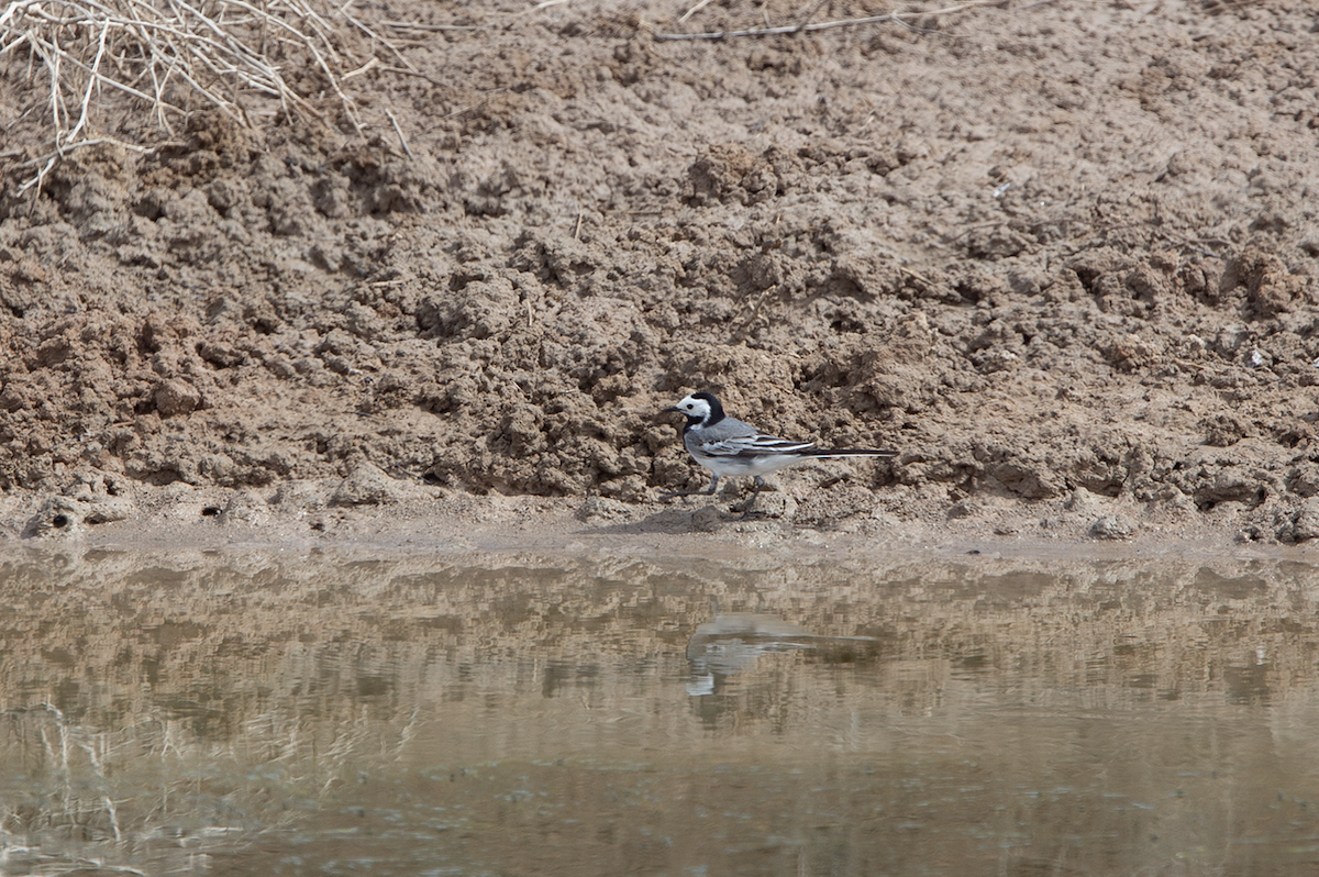 נחליאלי לבן - ML644763898