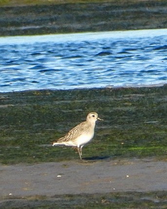 Gümüş Yağmurcun - ML644763901