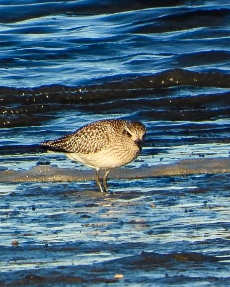 Gümüş Yağmurcun - ML644763902