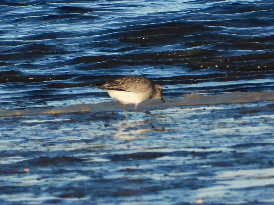 Gümüş Yağmurcun - ML644763903