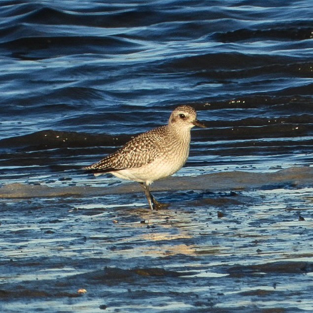 Gümüş Yağmurcun - ML644763904