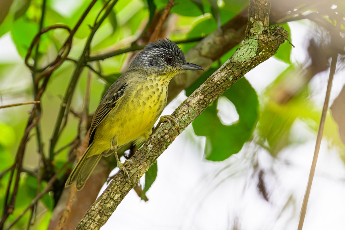 Spot-breasted Antvireo - ML644763905