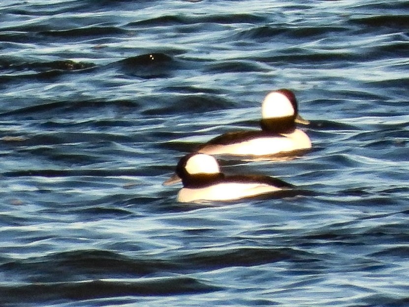 Ak Yanaklı Ördek - ML644763910