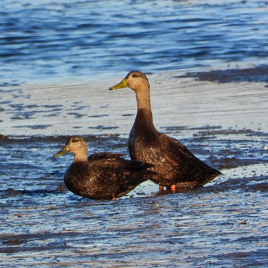 Esmer Ördek - ML644763913