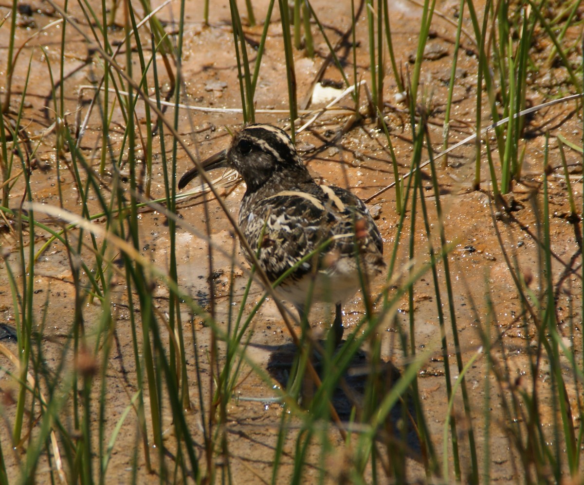 South American Painted-Snipe - ML644763919