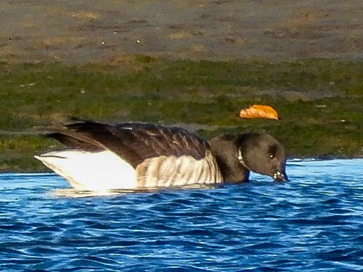 Yosun Kazı - ML644763920