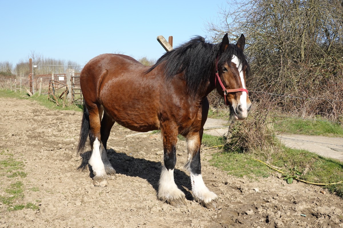 Domestic Horse - ML644763928