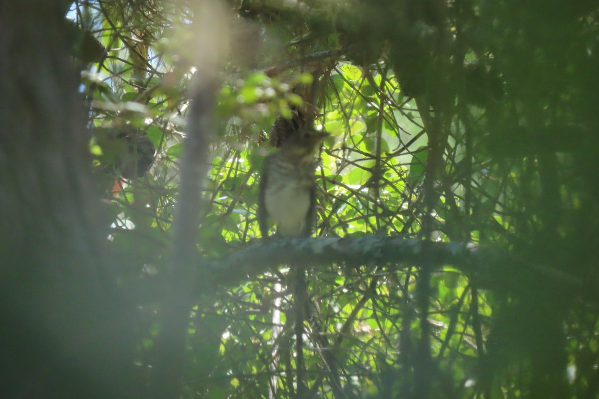 Swainson's Thrush - ML644763929