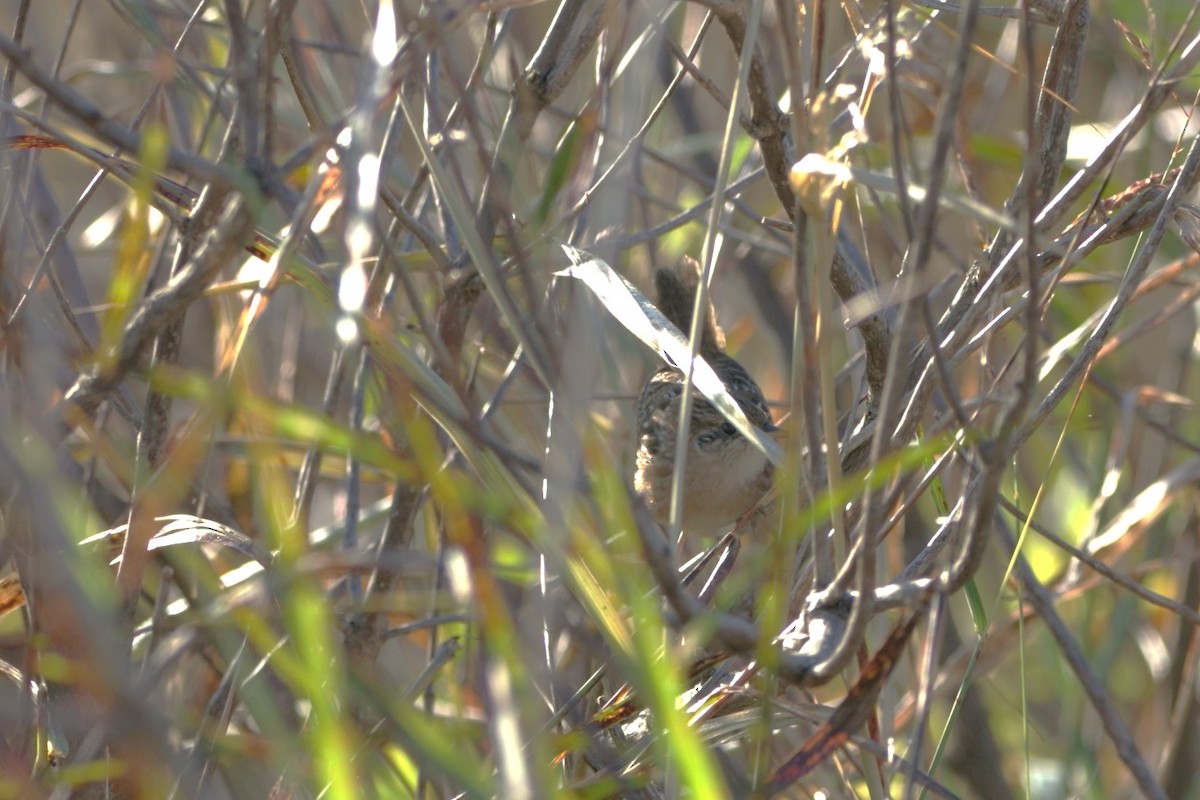 Sedge Wren - ML644763930