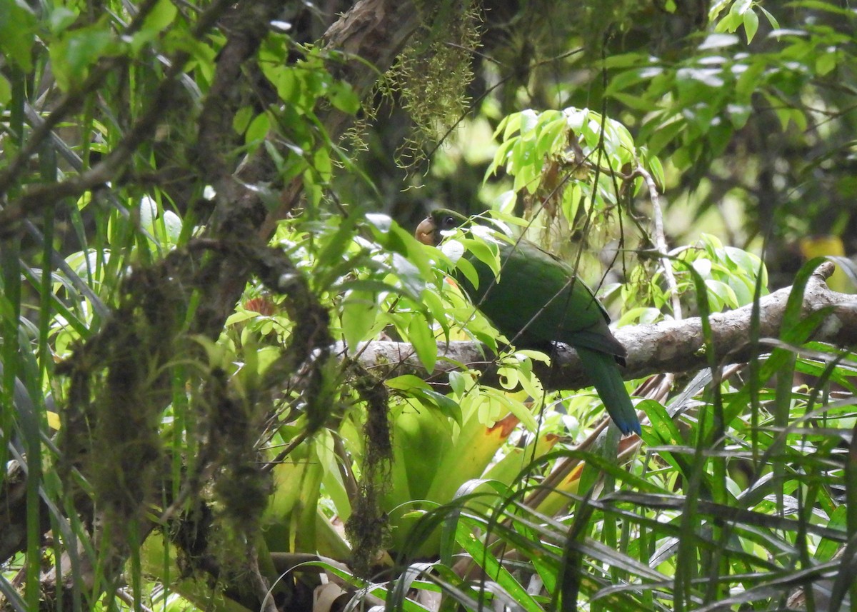 Blue-bellied Parrot - ML644763936