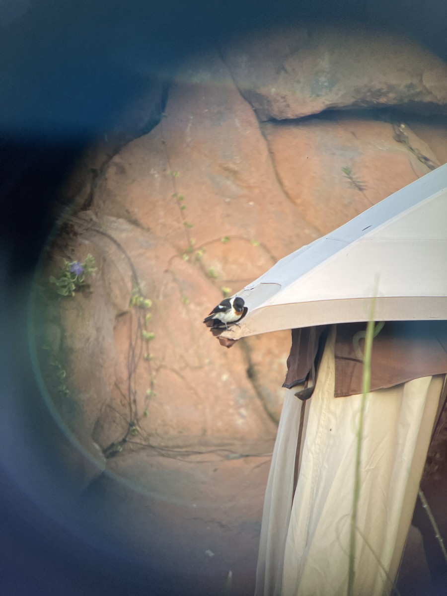 African Stonechat - ML644763941