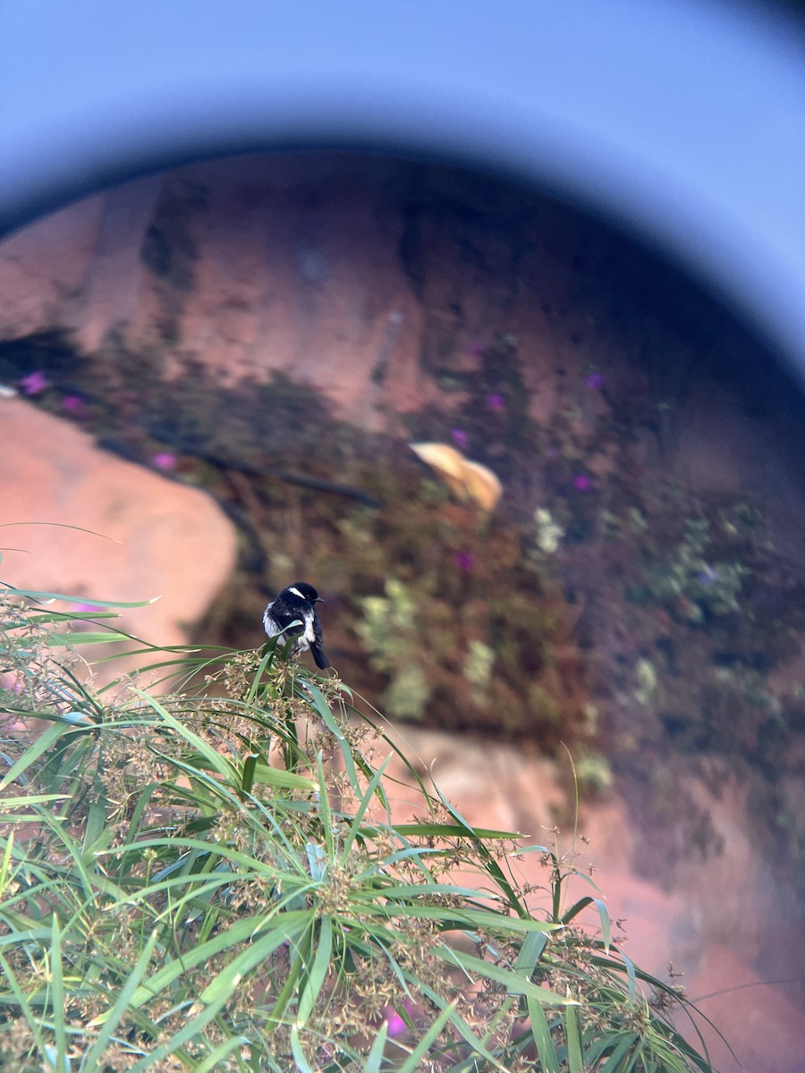 African Stonechat - ML644763942