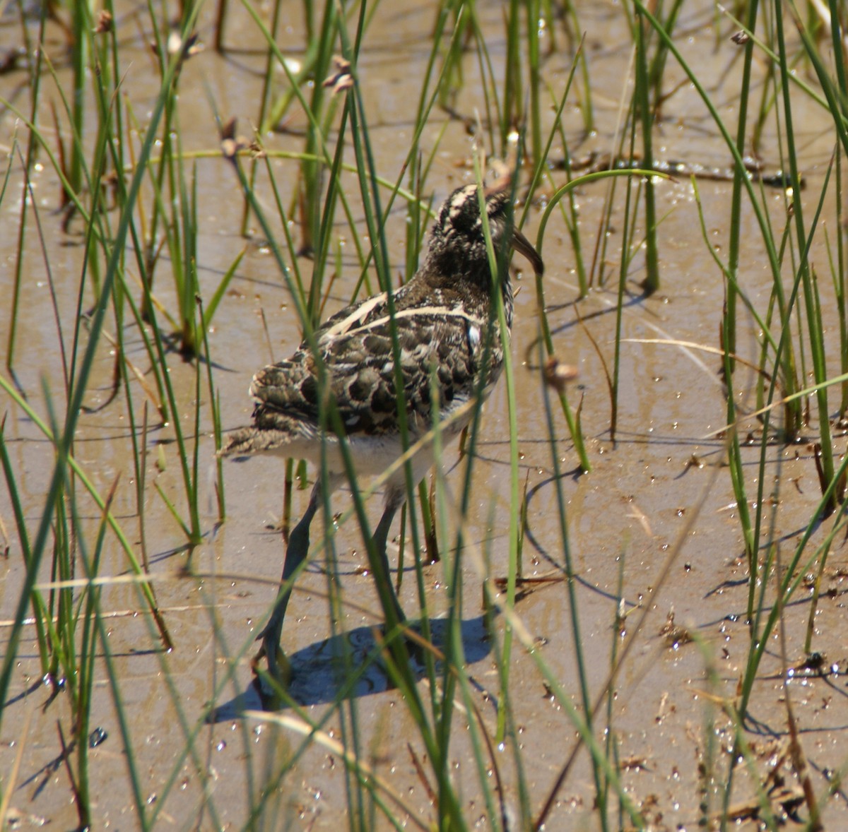 South American Painted-Snipe - ML644763946