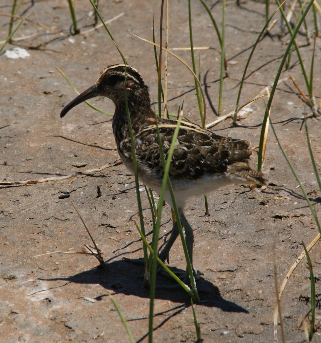 South American Painted-Snipe - ML644763947