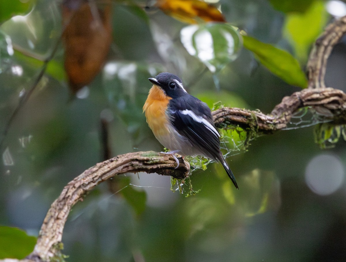 Rufous-chested Flycatcher - ML644763954