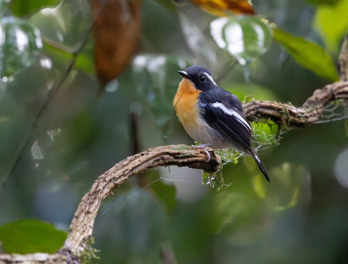 Rufous-chested Flycatcher - ML644763955