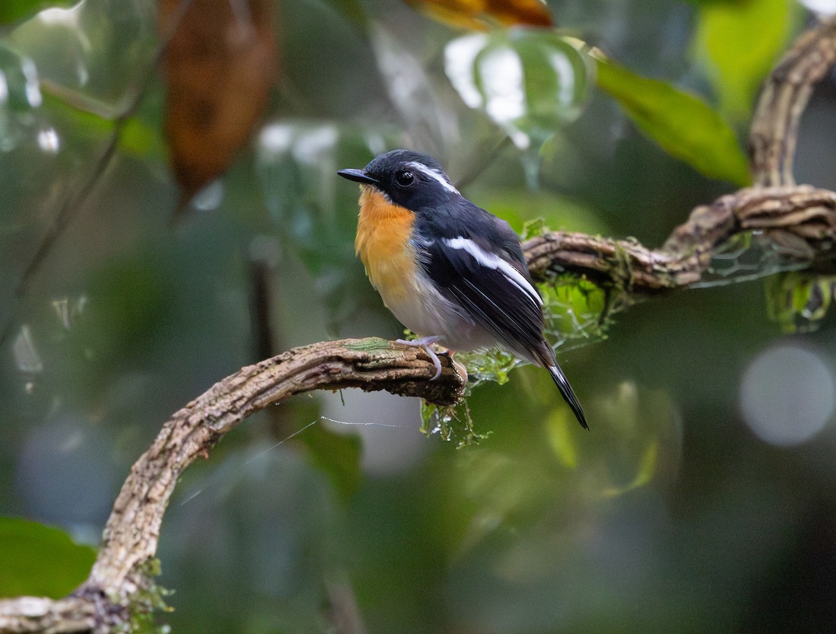 Rufous-chested Flycatcher - ML644763956