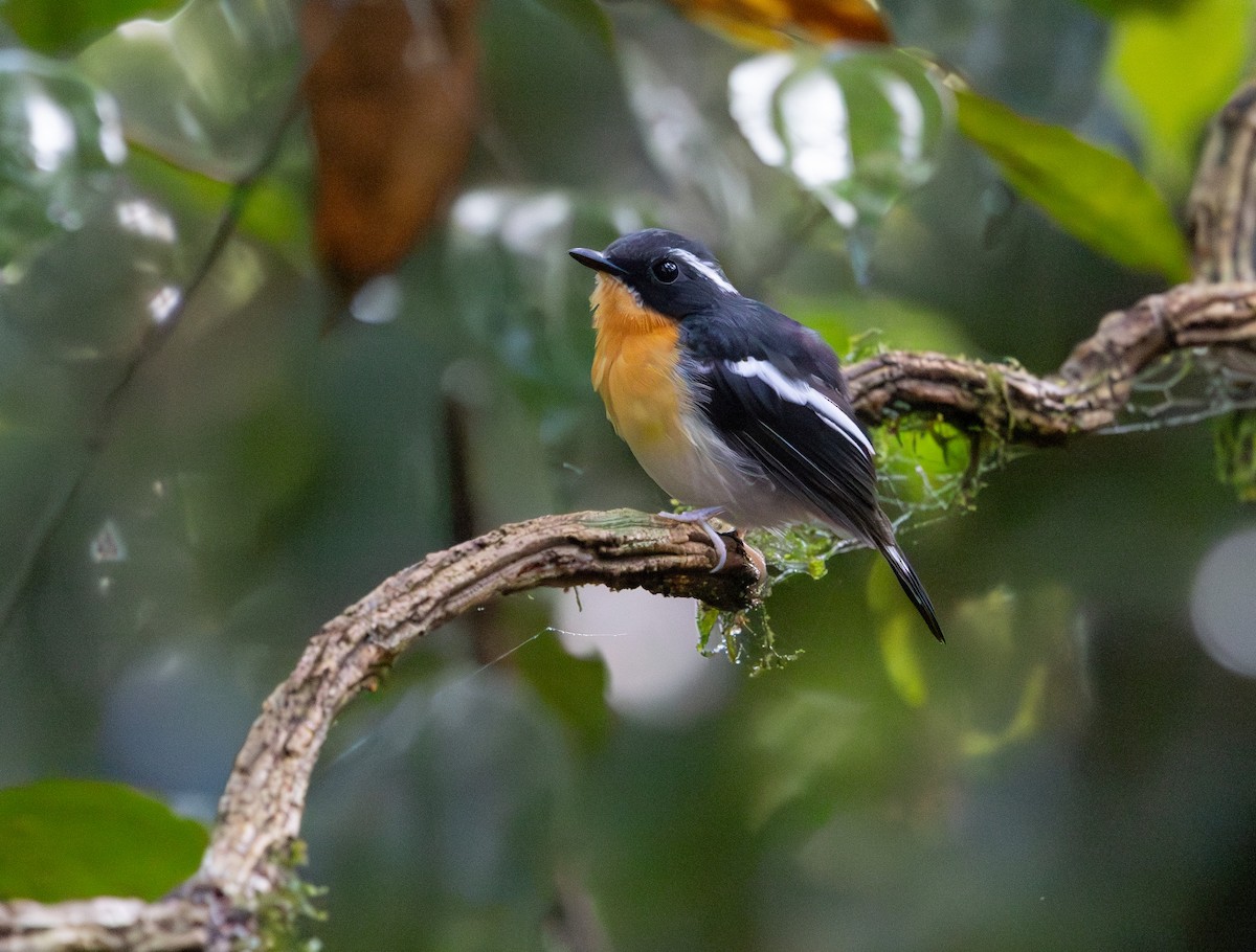 Rufous-chested Flycatcher - ML644763957