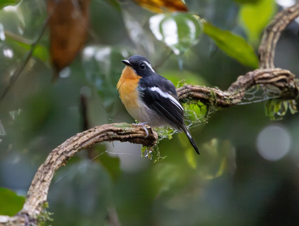 Rufous-chested Flycatcher - ML644763958