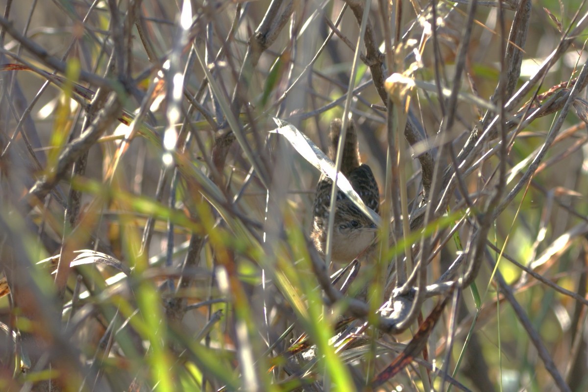 Sedge Wren - ML644763960