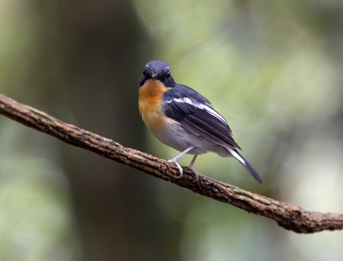 Rufous-chested Flycatcher - ML644763964