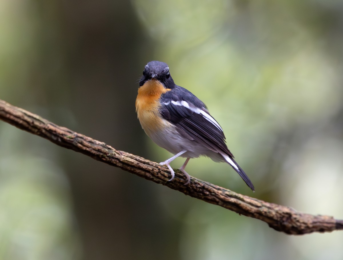 Rufous-chested Flycatcher - ML644763965