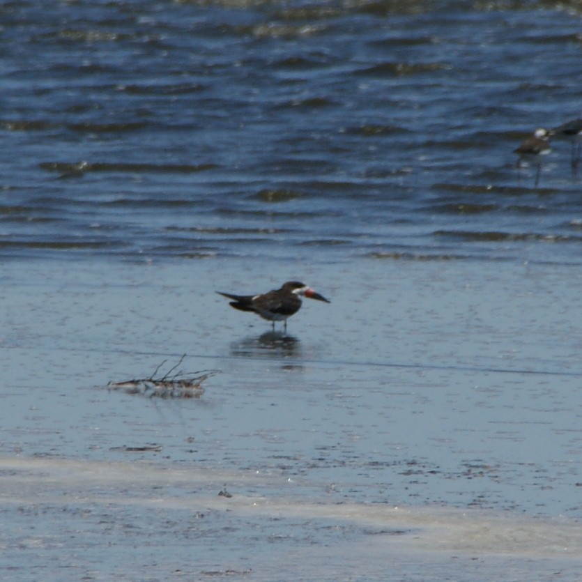 Black Skimmer - ML644763969