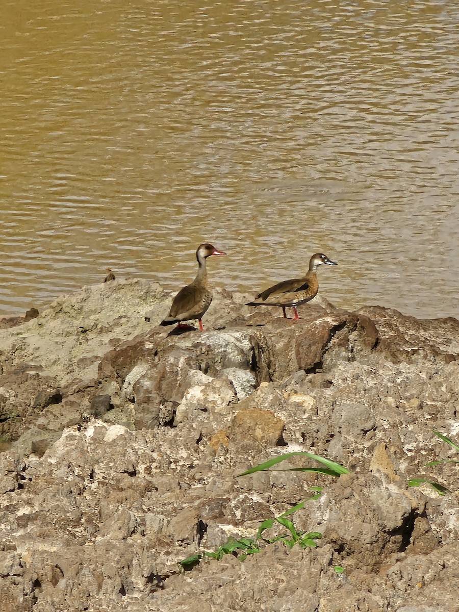 Brazilian Teal - ML644763971