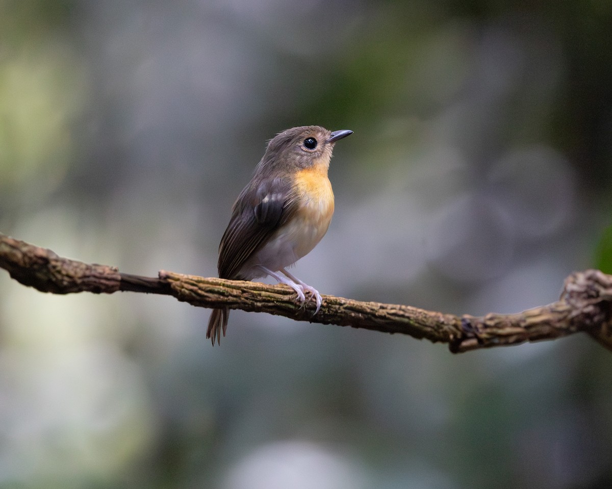 Rufous-chested Flycatcher - ML644763974
