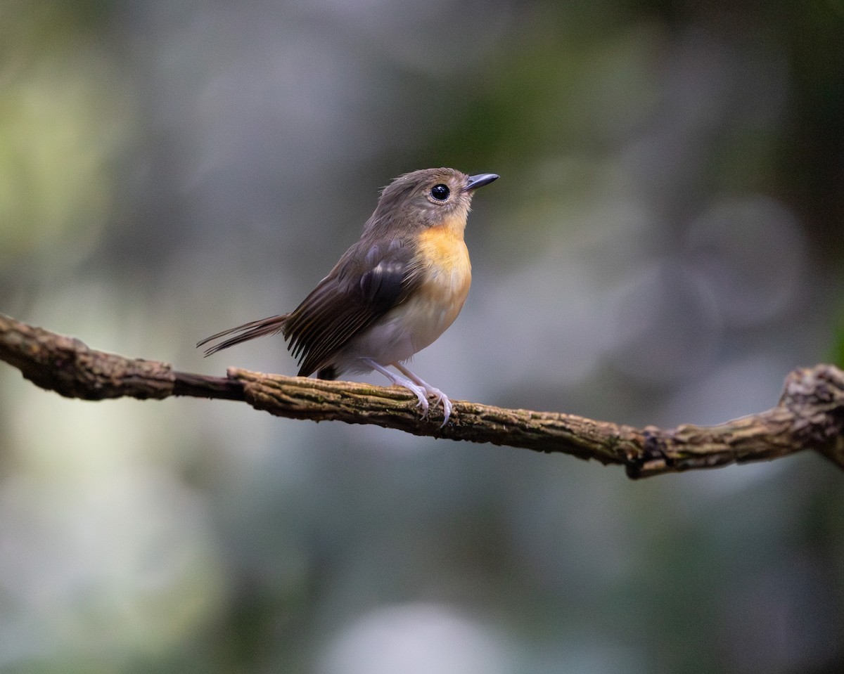 Rufous-chested Flycatcher - ML644763975