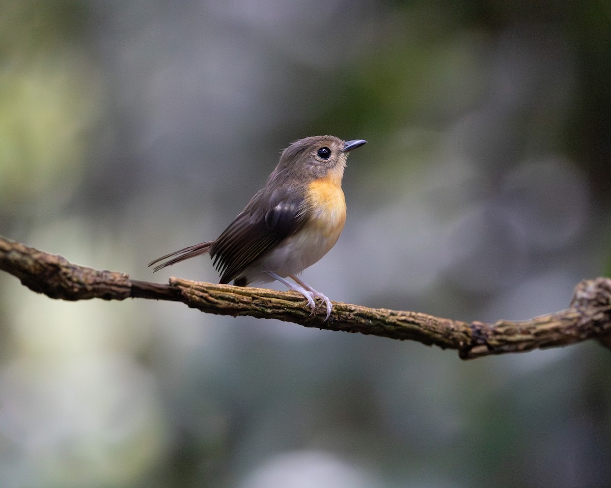 Rufous-chested Flycatcher - ML644763976