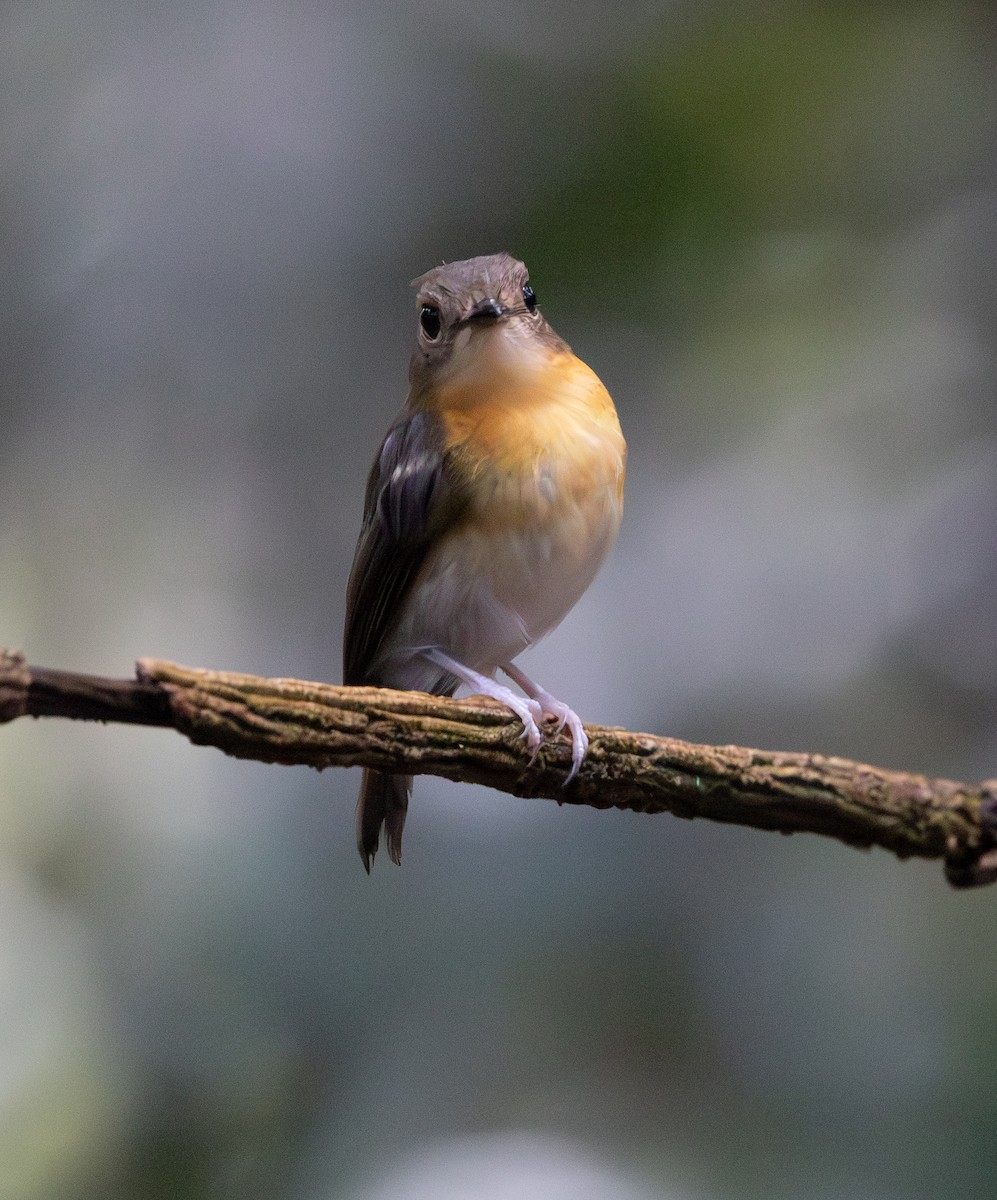 Rufous-chested Flycatcher - ML644763977